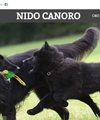Nido Canoro – Negozio per animali